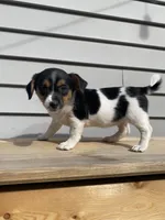 Lady, a female Jack Russell Terrier and Chihuahua for sale in Smiths Creek, MI – 2 of 6