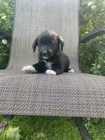 Milo, a male English Shepherd and Jack Russell Terrier for sale in Richmond, MI – 4 of 5