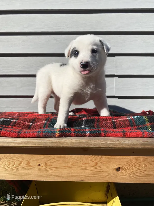 Minnie 🐾 – Australian Cattle Dog, Border Collie puppy for sale in Smiths Creek, MI