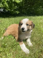 Bonnie, a female Australian Shepherd and Border Collie for sale in Smiths Creek, MI – 8 of 8