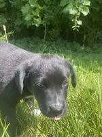 Chip, a male Shiba Inu and Border Collie for sale in Smiths Creek, MI – 4 of 5