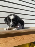 Goofy 🐾, a male Australian Cattle Dog and Border Collie for sale in Smiths Creek, MI – 9 of 9