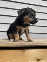 Rose, a female Jack Russell Terrier and Chihuahua for sale in Smiths Creek, MI – 5 of 8