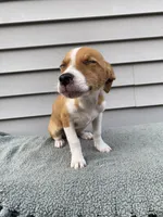 Joy, a female Jack Russell Terrier for sale in Smiths Creek, MI – 3 of 5