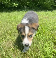 Axle, a male Australian Shepherd and Border Collie for sale in Smiths Creek, MI – 2 of 4