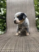 Pip, a male Australian Cattle Dog for sale in Richmond, MI – 6 of 8