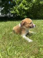 Eddy, a male Australian Shepherd and Border Collie for sale in Smiths Creek, MI – 8 of 8