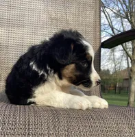 Sage, a female Australian Cattle Dog and Border Collie for sale in Richmond, MI – Photo 5 of 5