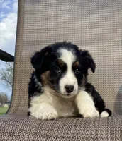 Sage, a female Australian Cattle Dog and Border Collie for sale in Richmond, MI – Photo 2 of 5