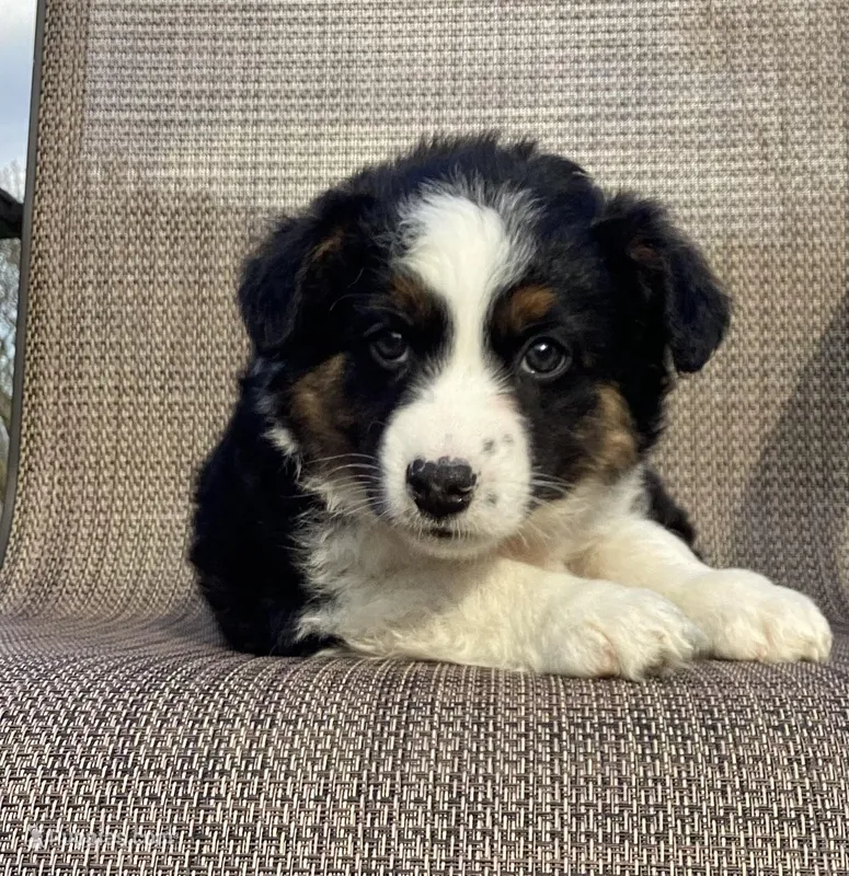 Sage – Australian Cattle Dog, Border Collie puppy for sale in Richmond, MI