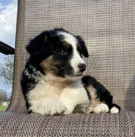 Sage, a female Australian Cattle Dog and Border Collie for sale in Richmond, MI – Photo 3 of 5