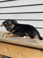Rose, a female Jack Russell Terrier and Chihuahua for sale in Smiths Creek, MI – 2 of 8