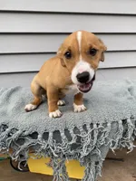 Jack, a male Jack Russell Terrier for sale in Smiths Creek, MI – 3 of 5