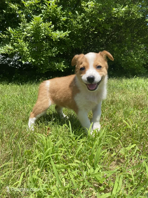 Eve – Australian Shepherd, Border Collie puppy for sale in Smiths Creek, MI
