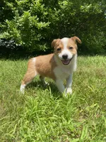 Eve, a female Australian Shepherd and Border Collie for sale in Smiths Creek, MI – 1 of 10