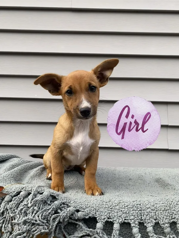 Jenny – Jack Russell Terrier puppy for sale in Smiths Creek, MI