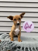 Jenny, a female Jack Russell Terrier for sale in Smiths Creek, MI – 1 of 6
