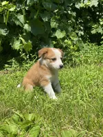 Abbey, a female Australian Shepherd and Border Collie for sale in Richmond, MI – 4 of 5