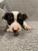 Leo, a male Jack Russell Terrier for sale in Richmond, MI – Photo 4 of 7