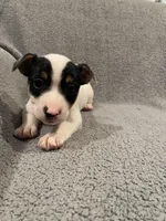 Leo, a male Jack Russell Terrier for sale in Richmond, MI – Photo 5 of 7