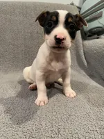 Leo, a male Jack Russell Terrier for sale in Richmond, MI – Photo 3 of 7