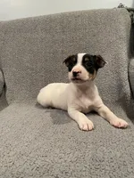 Leo, a male Jack Russell Terrier for sale in Richmond, MI – Photo 7 of 7