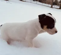 Leo, a male Jack Russell Terrier for sale in Richmond, MI – Photo 1 of 7