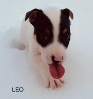 Leo, a male Jack Russell Terrier for sale in Richmond, MI – Photo 2 of 7