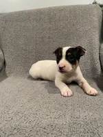 Leo, a male Jack Russell Terrier for sale in Richmond, MI – Photo 6 of 7