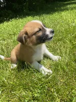 Coda, a male Australian Shepherd and Border Collie for sale in Smiths Creek, MI – 5 of 6