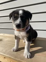 Donald 🐾, a male Australian Cattle Dog and Border Collie for sale in Smiths Creek, MI – 3 of 8
