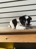 Goofy 🐾, a male Australian Cattle Dog and Border Collie for sale in Smiths Creek, MI – 6 of 9