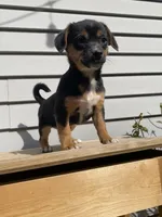 Coco, a female Jack Russell Terrier and Chihuahua for sale in Smiths Creek, MI – 6 of 10