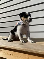 Mickey 🐾, a male Australian Cattle Dog and Border Collie for sale in Smiths Creek, MI – 3 of 9