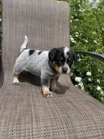Maverick, a male Australian Cattle Dog for sale in Richmond, MI – 6 of 7