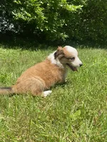 Bonnie, a female Australian Shepherd and Border Collie for sale in Smiths Creek, MI – 5 of 8