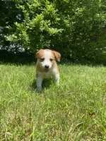 Abbey, a female Australian Shepherd and Border Collie for sale in Richmond, MI – 3 of 5