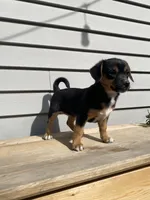 Coco, a female Jack Russell Terrier and Chihuahua for sale in Smiths Creek, MI – 10 of 10