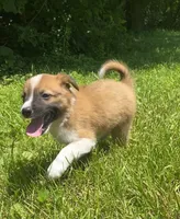 Coda, a male Australian Shepherd and Border Collie for sale in Smiths Creek, MI – 4 of 6