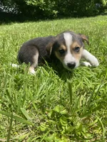 Axle, a male Australian Shepherd and Border Collie for sale in Smiths Creek, MI – 4 of 4