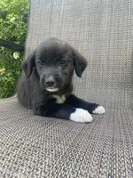 Milo, a male English Shepherd and Jack Russell Terrier for sale in Richmond, MI – 5 of 5