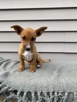 Jenny, a female Jack Russell Terrier for sale in Smiths Creek, MI – 3 of 6