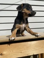 Coco, a female Jack Russell Terrier and Chihuahua for sale in Smiths Creek, MI – 8 of 10
