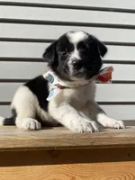 Goofy 🐾, a male Australian Cattle Dog and Border Collie for sale in Smiths Creek, MI – 5 of 9