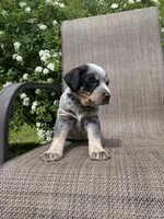 Ranger, a male Australian Cattle Dog for sale in Richmond, MI – 6 of 8
