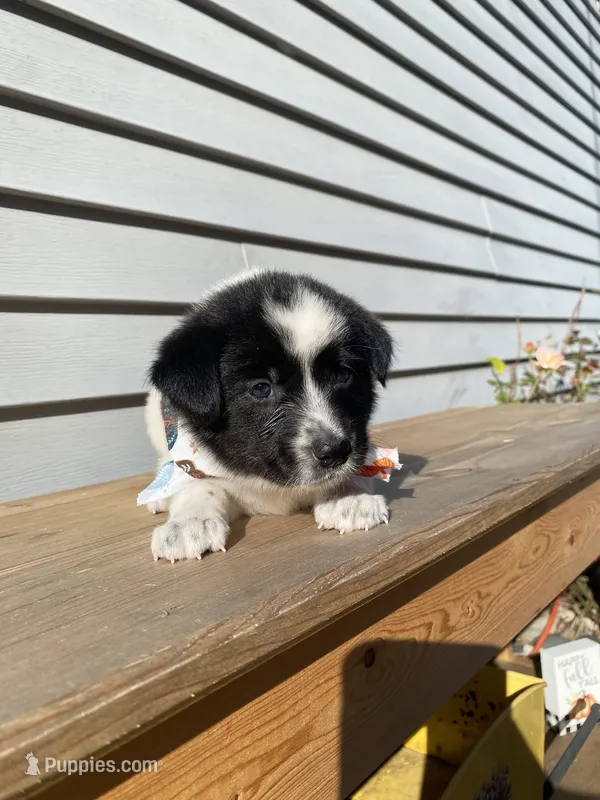 Goofy 🐾 – Australian Cattle Dog, Border Collie puppy for sale in Smiths Creek, MI