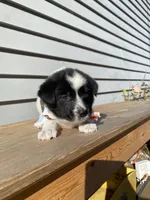 Goofy 🐾, a male Australian Cattle Dog and Border Collie for sale in Smiths Creek, MI – 1 of 9