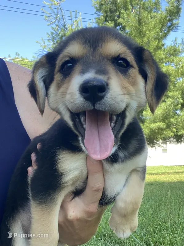Sugar – Shiba Inu, Border Collie puppy for sale in Smiths Creek, MI