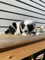 Dinah 🐾, a female Australian Cattle Dog and Border Collie for sale in Smiths Creek, MI – 8 of 8