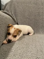 Rio, a male Jack Russell Terrier for sale in Richmond, MI – Photo 7 of 8